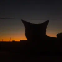 واگذاری گربه