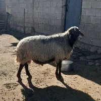 قوچ فروشی داشتی درجه یک|حیوانات مزرعه|سرپل ذهاب, |دیوار