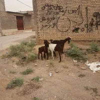 دو عدد بز بابچهاشون حمیدیه گوسفند