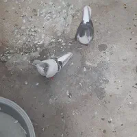 کبوتر