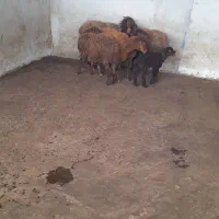 گوسفند بره دار و ابستن