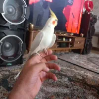 عروس هلندی نروماده معاوضه قلیون برنجی|پرنده|فشاپویه, |دیوار