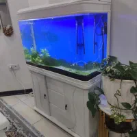 آکواریوم|ماهی|اهواز, کوی جانبازان(دانش)|دیوار