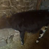 گوساله نر گوشتی جوان|حیوانات مزرعه|چهاردانگه (آذربایجان), |دیوار