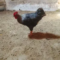 خروس‌جوان
