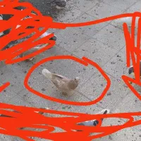 سلام این کفتر محدوده قلوه وقلعه نو گم شده