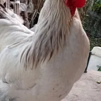 خروس برهمالایت|حیوانات مزرعه|آستانه اشرفیه, |دیوار