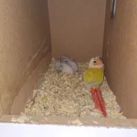 جوجه گرینچیک ردچیک سرلاکی از پدر مادر خوشرنگ و ذات