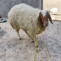 گوسفند .بره ماده