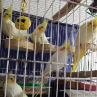 عروس هلندی لوتینو|پرنده|ساری, |دیوار