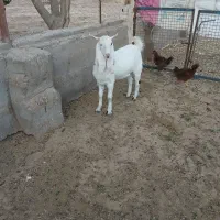 بزغاله|حیوانات مزرعه|نصر آباد, |دیوار