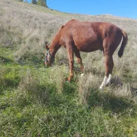 فروش اسب|حیوانات مزرعه|آبش احمد, |دیوار