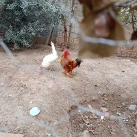 دو عدد خروس مینیاتوری