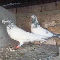 یه جفت نروماده خال سبز|پرنده|ایرانشهر, |دیوار