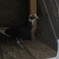 نر مینا سیا