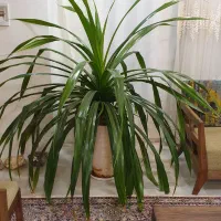 گلدان طبیعی