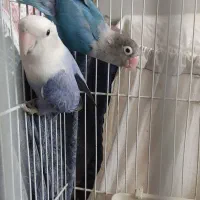 پرنده برزیلی