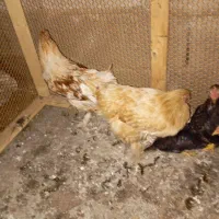 برهما|حیوانات مزرعه|رشت, حومه رشت|دیوار