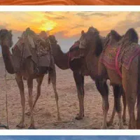 فروش  کرره الاغ  ماده    دشت سوسن