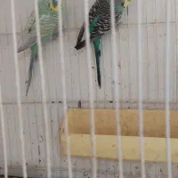 جفت مرغ عشق مولد