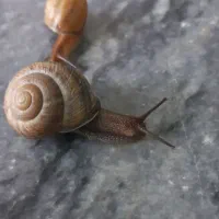 حلزون