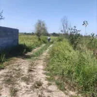 فروش زمین باغی 725 متررشت روستای طرازکوه(نسق)|فروش زمین و ملک کلنگی|رشت, پسیخان|دیوار