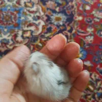 همستر