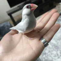 فنچ نرگسی سیلور|پرنده|تهران, زهتابی|دیوار