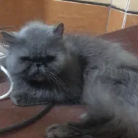 پرشین اسکاتیش ماده