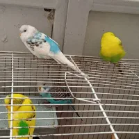 مرغ عشق جوان ودستی