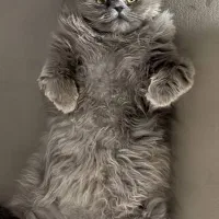 گربه پرشین ۸ ماهه