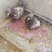 کبوتر|پرنده|سمیرم, |دیوار