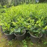 یاس هلندی سطل ۳