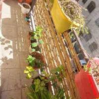 گلدان بزرگ متوسط کوچک|گل و گیاه طبیعی|تهران, بهداشت|دیوار