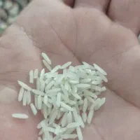 برنج تارم درجه یک  رودبار  کیلویی 240