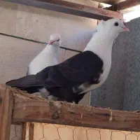 کفتر کلسفید|پرنده|قم, چهار مردان|دیوار