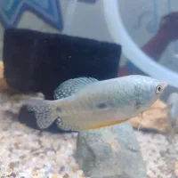 ماهی گورامی کاذبی