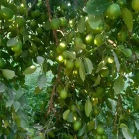 باغ لیمو|فروش زمین و ملک کلنگی|بوستان, |دیوار