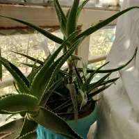 گل های طبیعی کاکتوس|گل و گیاه طبیعی|نیشابور, مازول|دیوار