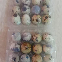 تخم بلدرچین نطفه‌دار با ضمانت کالا