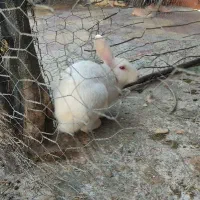 خرگوش|موش و خرگوش|آبدانان, |دیوار