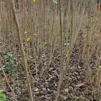 نهال صنوبر نیگرا|خدمات باغبانی و درختکاری|نوکنده, |دیوار