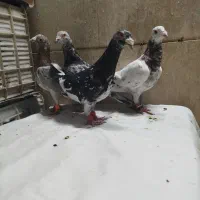کفتر کبوتر