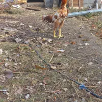 سلام دوستان دوتا جوجه خروس نسل ژرمن آلمانی|حیوانات مزرعه|گالیکش, |دیوار