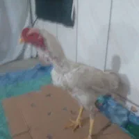 خروس لاری|حیوانات مزرعه|مینودشت, |دیوار