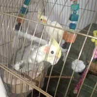 عروس هلندی جفت|پرنده|تهران, وحیدیه|دیوار