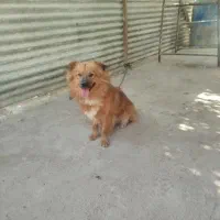 سگ پاکوتاه نگهبان