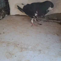 ماده چپ سیاه ماده خوشرنگ سیاه گلدار|پرنده|شیراز, شهرک مفتح|دیوار