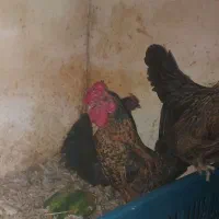 ۱خروس و۲تامرغ زینتی