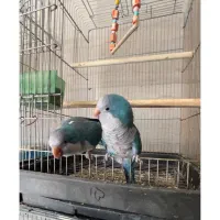 جفت راهب نر و ماده